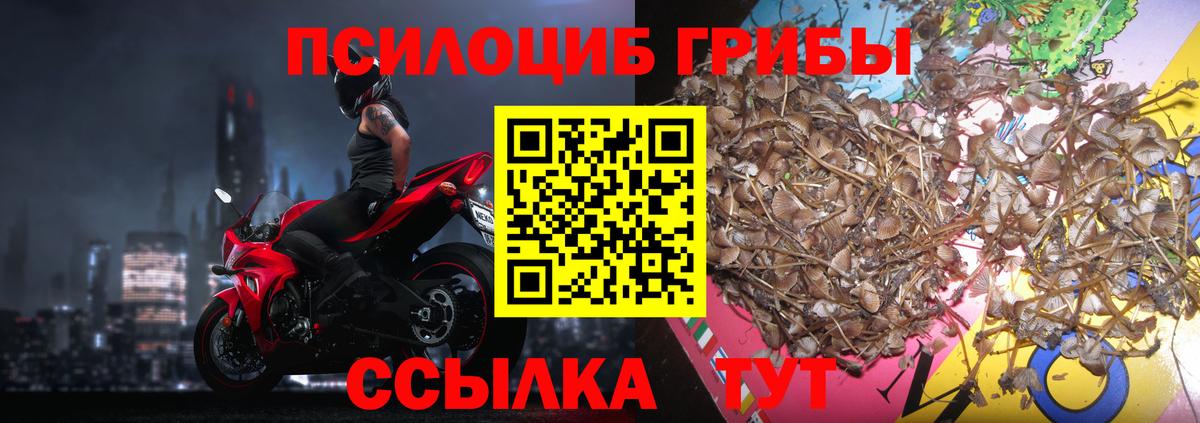 где найти   Вход с VPN  Назрань  Галлюциногенные грибы Cubensis 